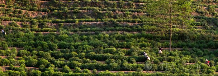 Tea picking on the hill side terrace
