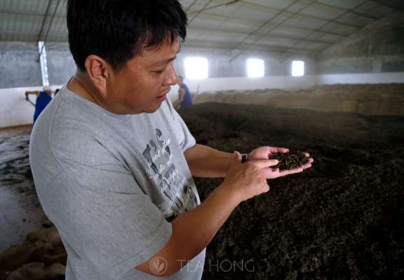 Young Master Zou explaining about degree of fermentation with a handful of tealeaves undergoing the post-fermentation process in the making of shu cha pu'er.