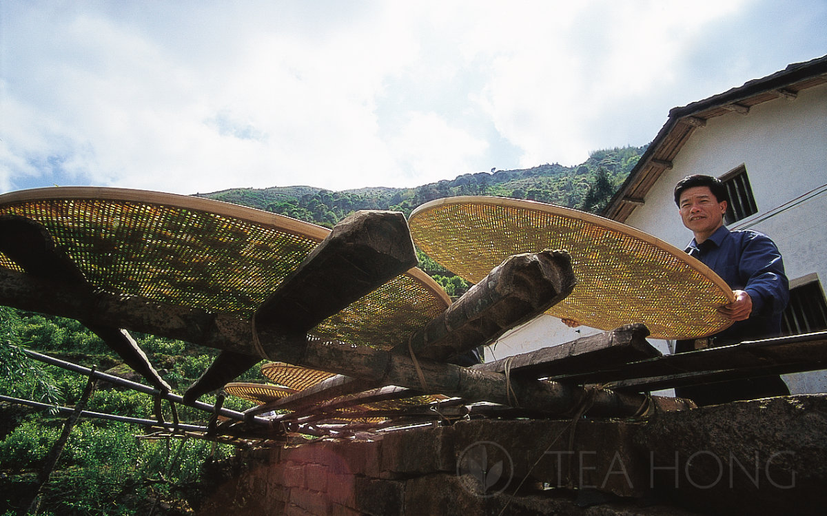 Tea farmer withering tea leaves in the afternoon sun